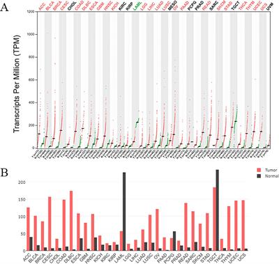 Biological functions and therapeutic potential of CKS2 in human cancer